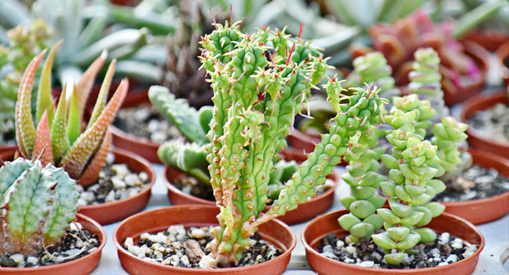 Plantas de Cactus